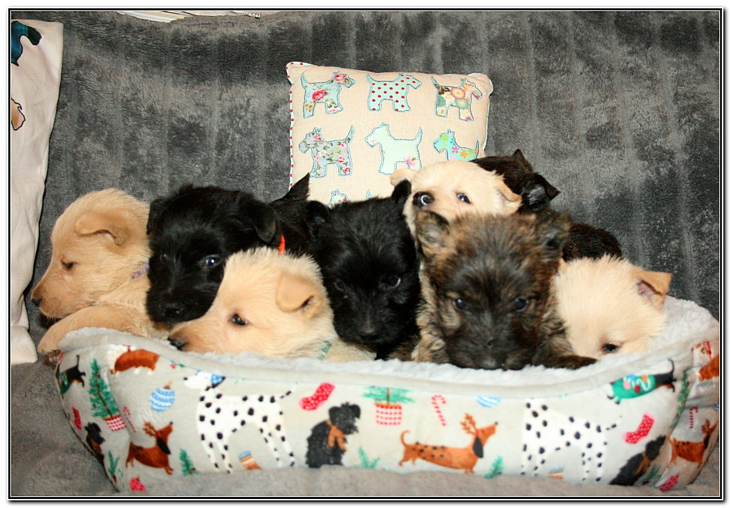 du Clan des Petits Colonels - Scottish Terrier - Portée née le 16/01/2026