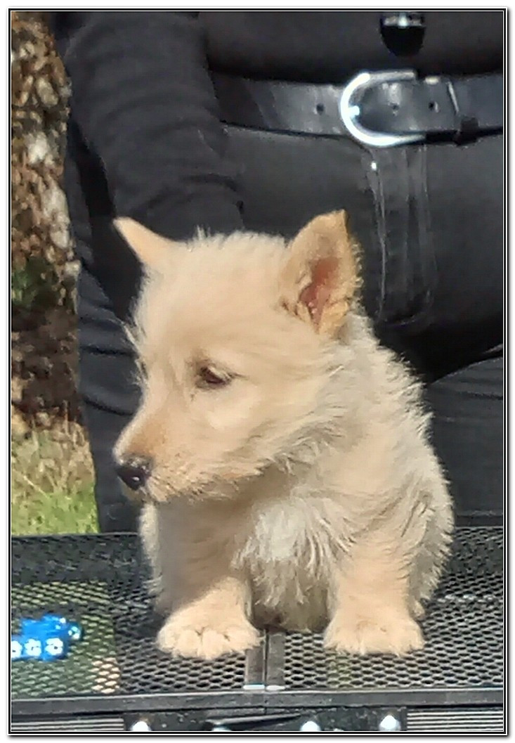 du Clan des Petits Colonels - Chiots disponibles - Scottish Terrier