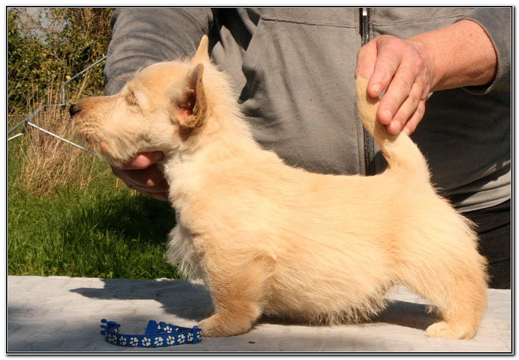 du Clan des Petits Colonels - Chiots disponibles - Scottish Terrier