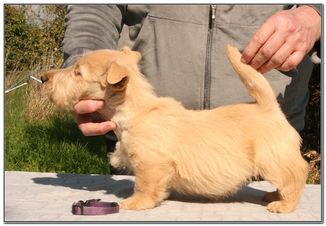 du Clan des Petits Colonels - Chiots disponibles - Scottish Terrier