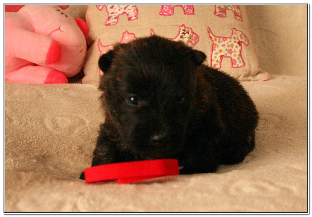 du Clan des Petits Colonels - Chiots disponibles - Scottish Terrier