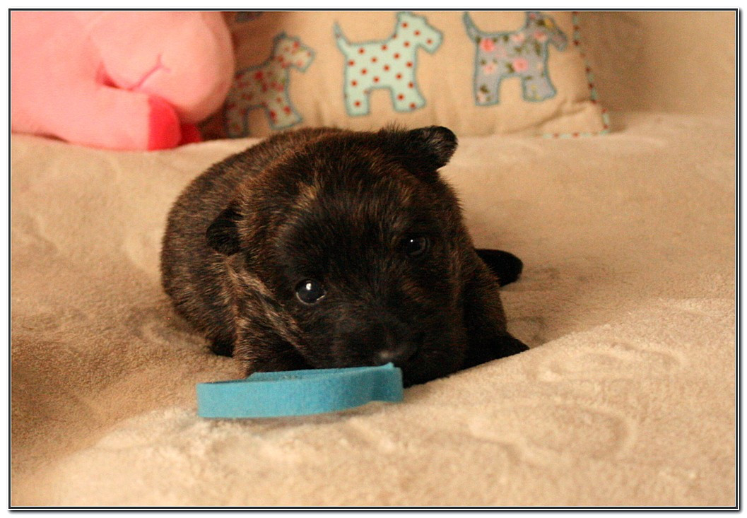 du Clan des Petits Colonels - Chiots disponibles - Scottish Terrier
