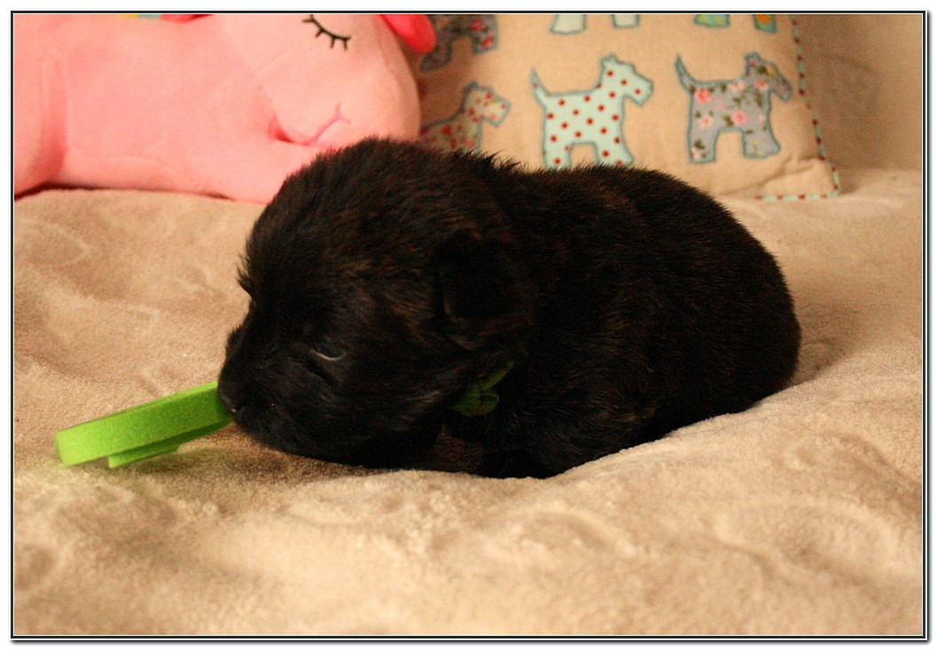 du Clan des Petits Colonels - Chiots disponibles - Scottish Terrier