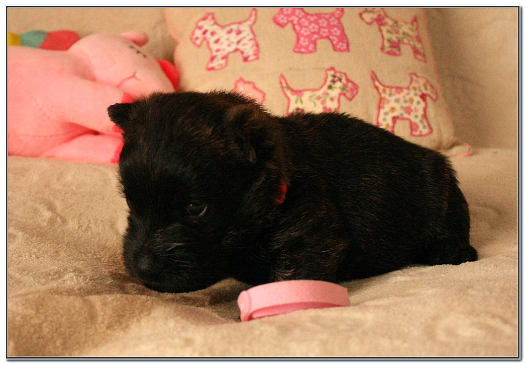 du Clan des Petits Colonels - Chiots disponibles - Scottish Terrier