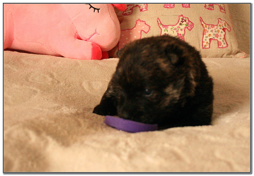du Clan des Petits Colonels - Chiots disponibles - Scottish Terrier