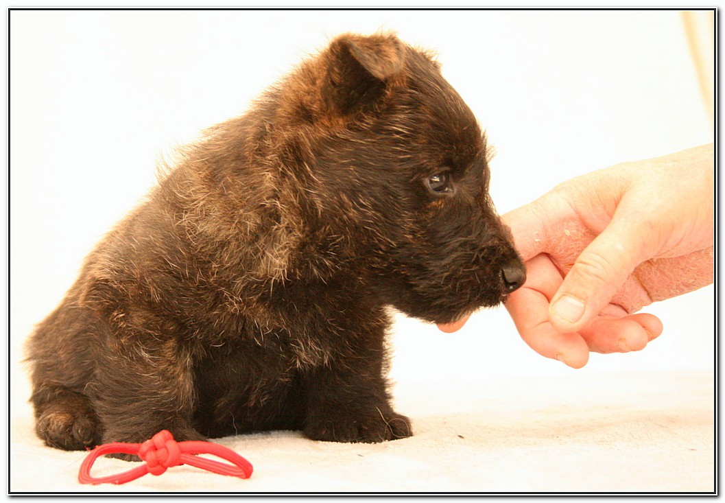 du Clan des Petits Colonels - Scottish Terrier - Portée née le 25/06/2026