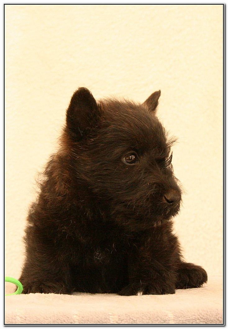 du Clan des Petits Colonels - Chiots disponibles - Scottish Terrier