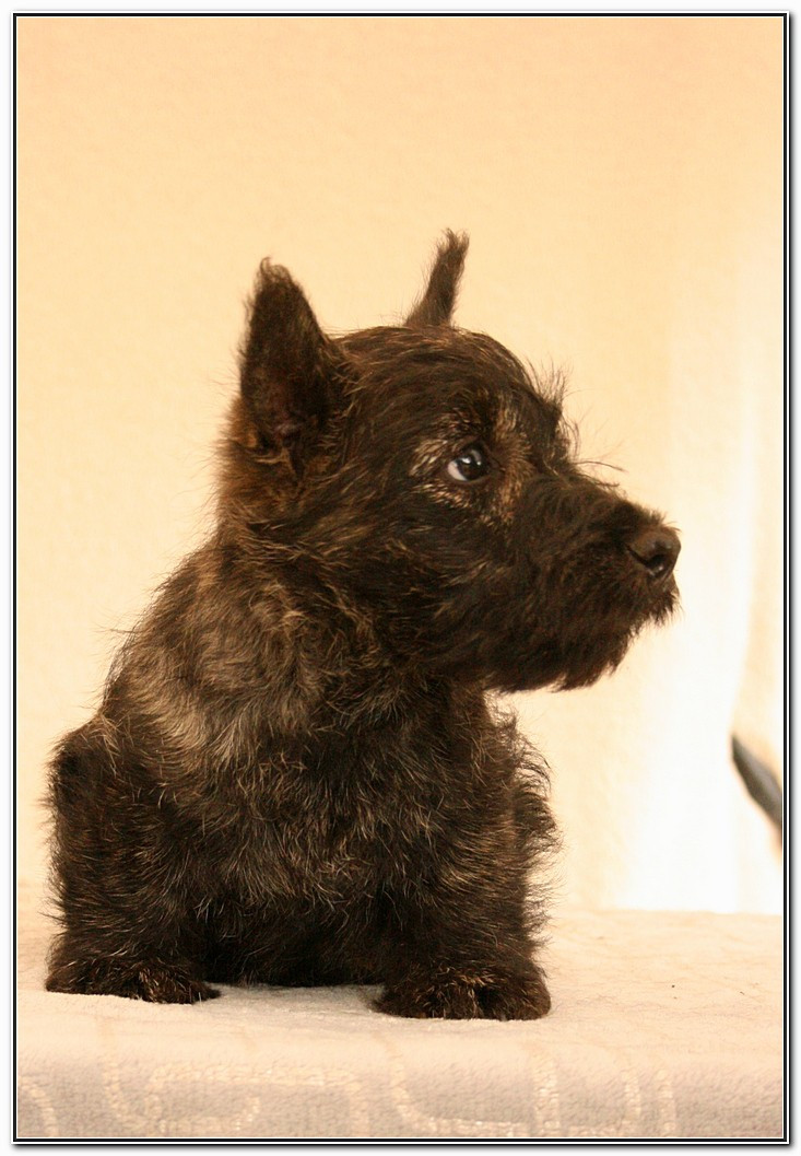 du Clan des Petits Colonels - Scottish Terrier - Portée née le 25/06/2026