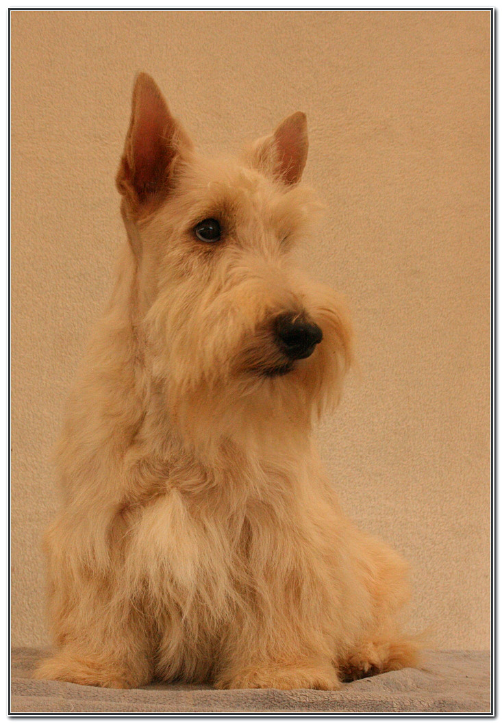 du Clan des Petits Colonels - Scottish Terrier - Portée née le 07/03/2026