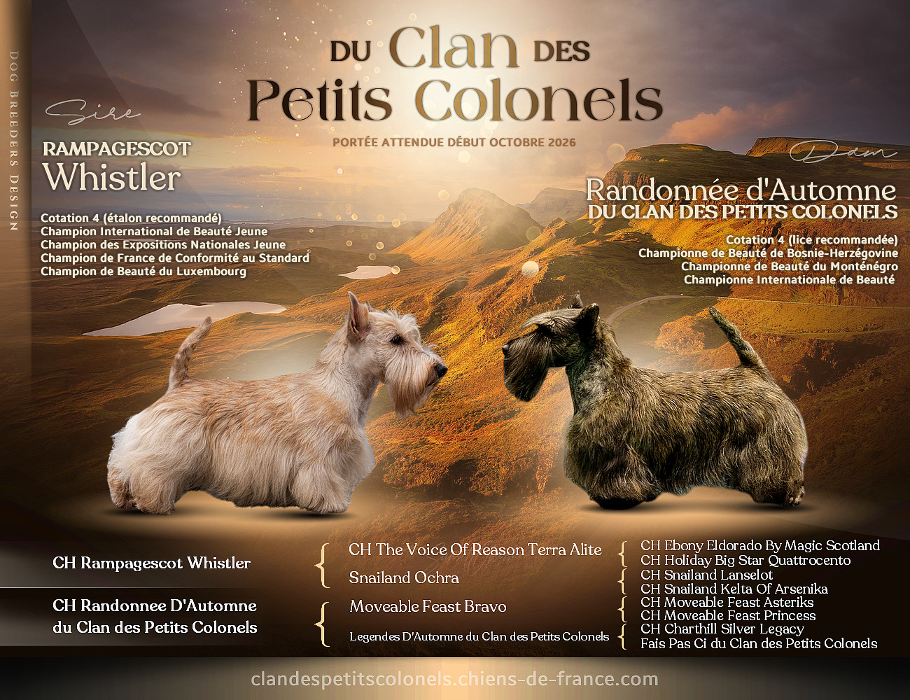 Chiot Scottish Terrier du Clan des Petits Colonels