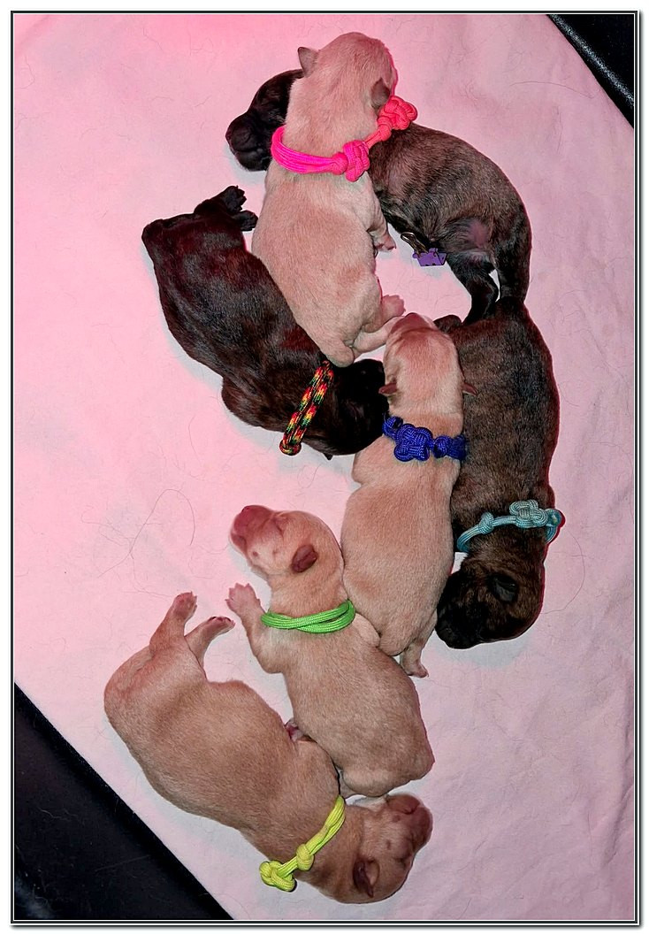 du Clan des Petits Colonels - Chiots disponibles - Scottish Terrier