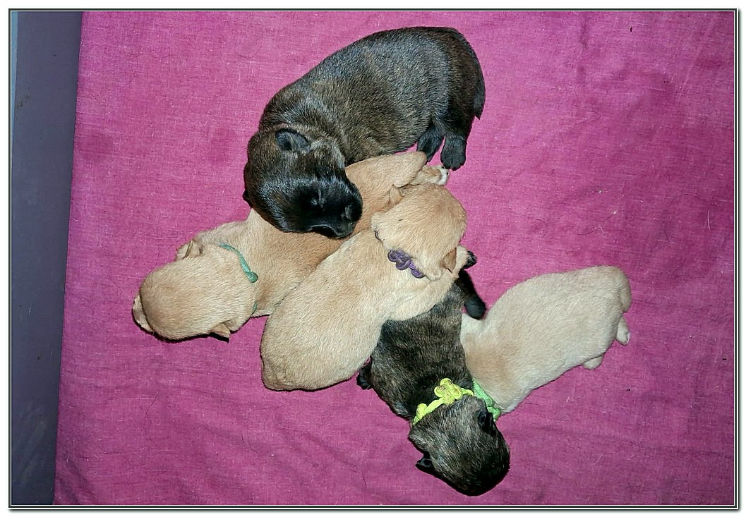 du Clan des Petits Colonels - Chiots disponibles - Scottish Terrier