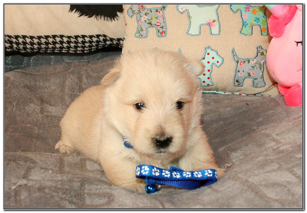 du Clan des Petits Colonels - Chiots disponibles - Scottish Terrier