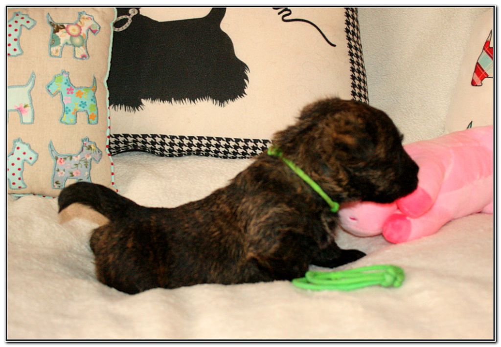 du Clan des Petits Colonels - Chiots disponibles - Scottish Terrier