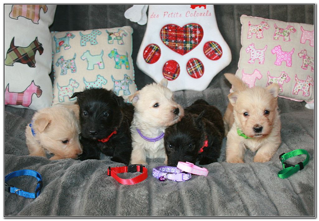 Chiot Scottish Terrier du Clan des Petits Colonels