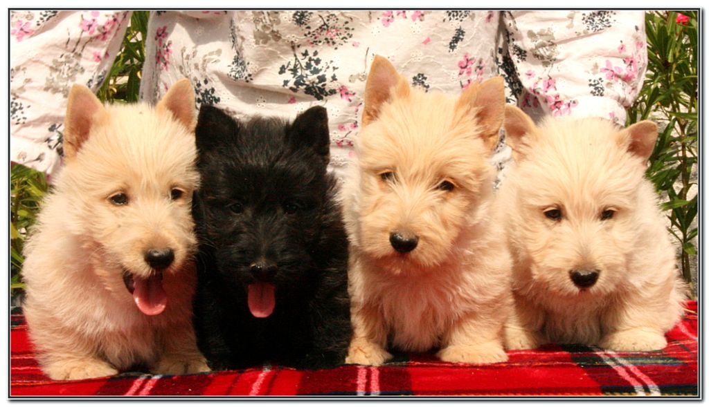 Chiot Scottish Terrier du Clan des Petits Colonels