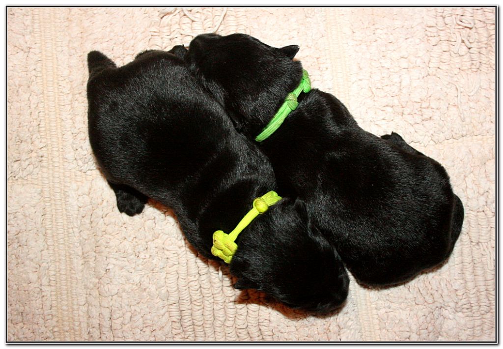 du Clan des Petits Colonels - Chiots disponibles - Scottish Terrier