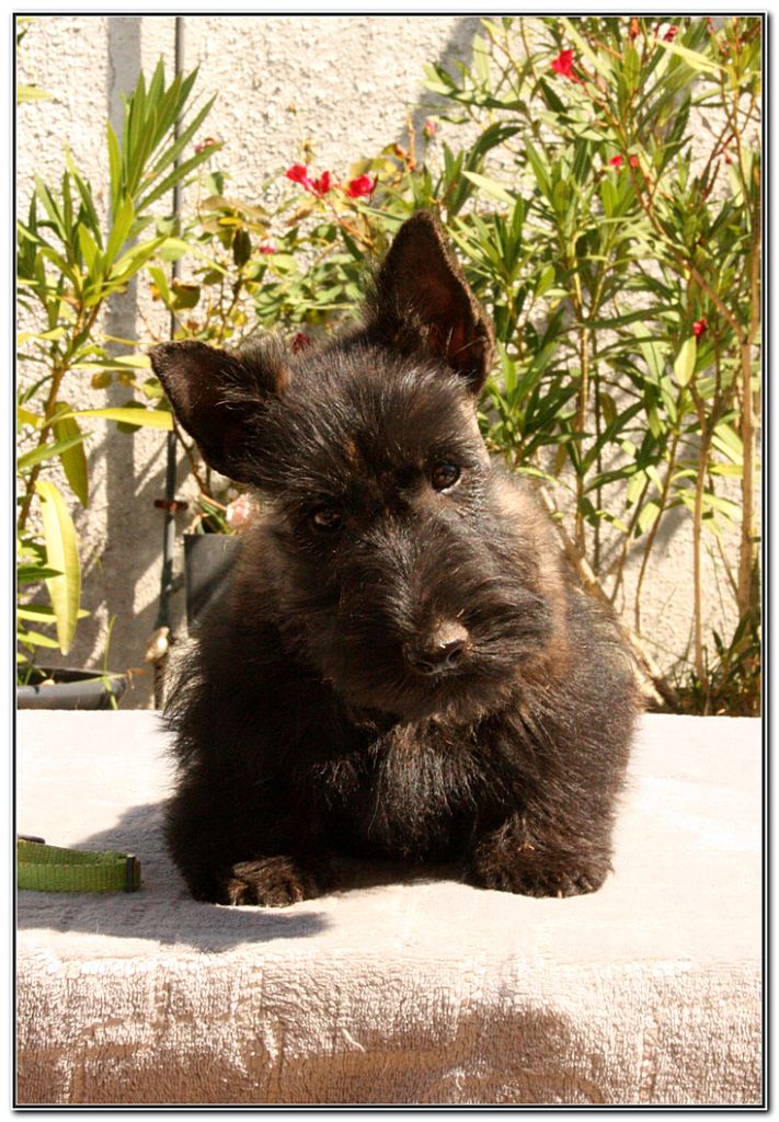 du Clan des Petits Colonels - Chiots disponibles - Scottish Terrier