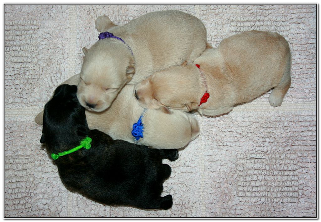 Chiot Scottish Terrier du Clan des Petits Colonels