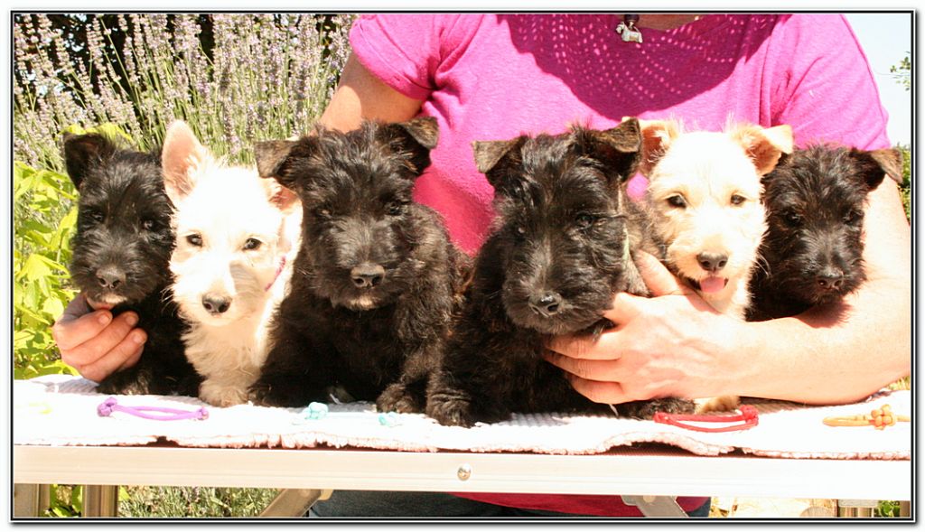 Chiot Scottish Terrier du Clan des Petits Colonels