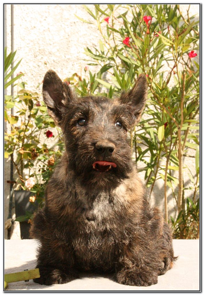du Clan des Petits Colonels - Chiots disponibles - Scottish Terrier