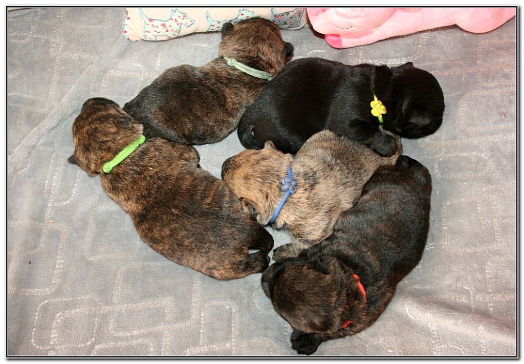 du Clan des Petits Colonels - Chiots disponibles - Scottish Terrier