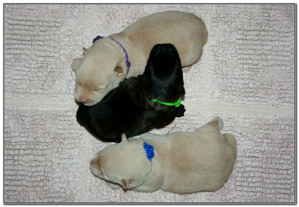 du Clan des Petits Colonels - Chiots disponibles - Scottish Terrier