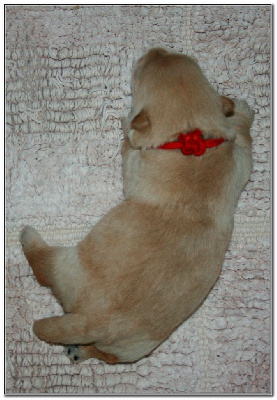 Aplusbégalix "Rouge"