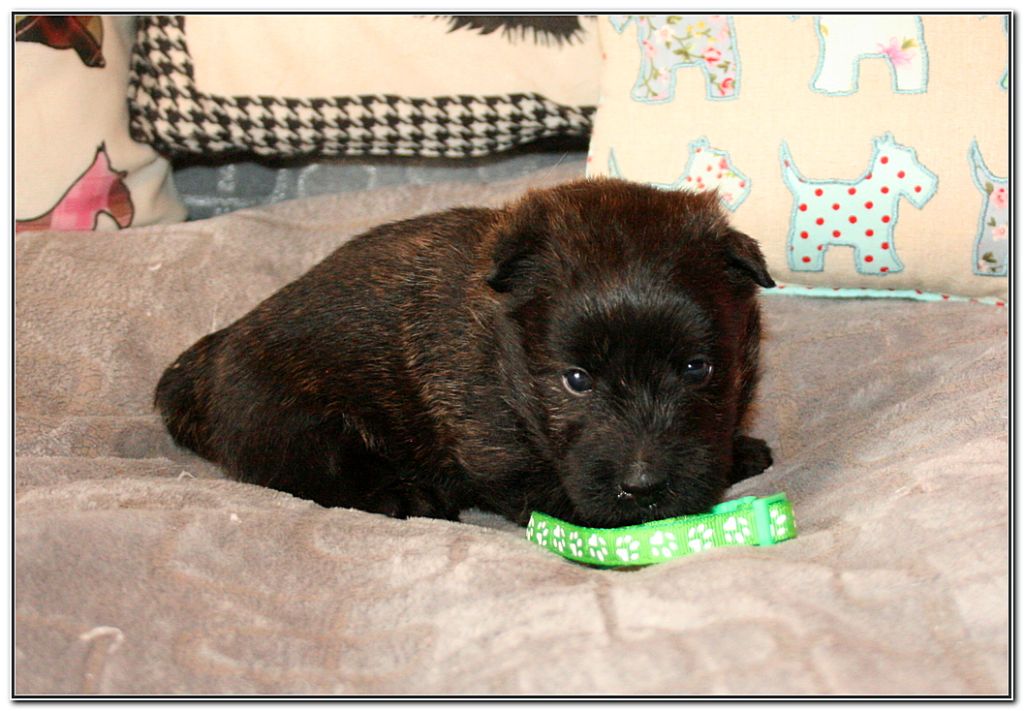 du Clan des Petits Colonels - Chiots disponibles - Scottish Terrier