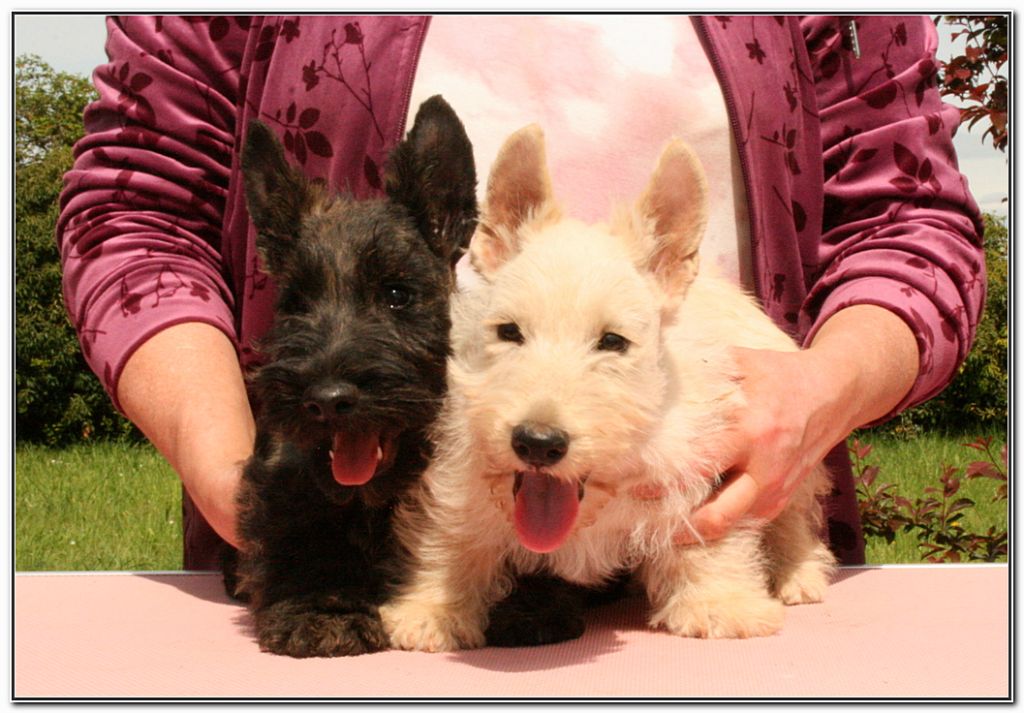 du Clan des Petits Colonels - Scottish Terrier - Portée née le 19/02/2023