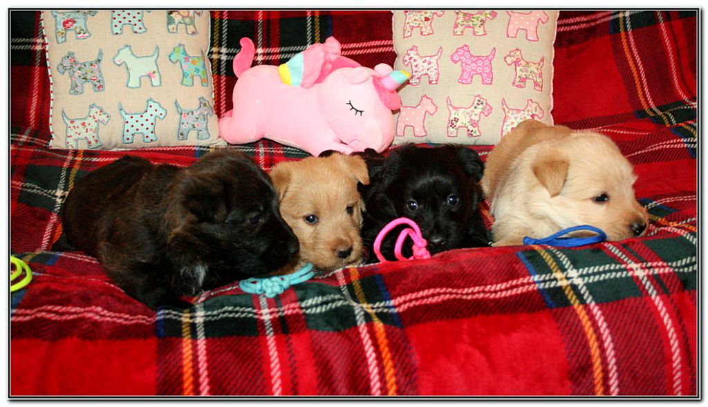 du Clan des Petits Colonels - Scottish Terrier - Portée née le 23/09/2025