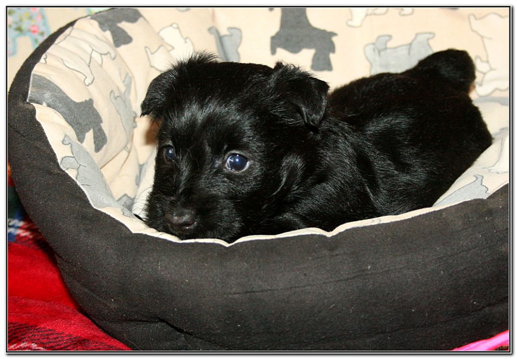 du Clan des Petits Colonels - Chiots disponibles - Scottish Terrier