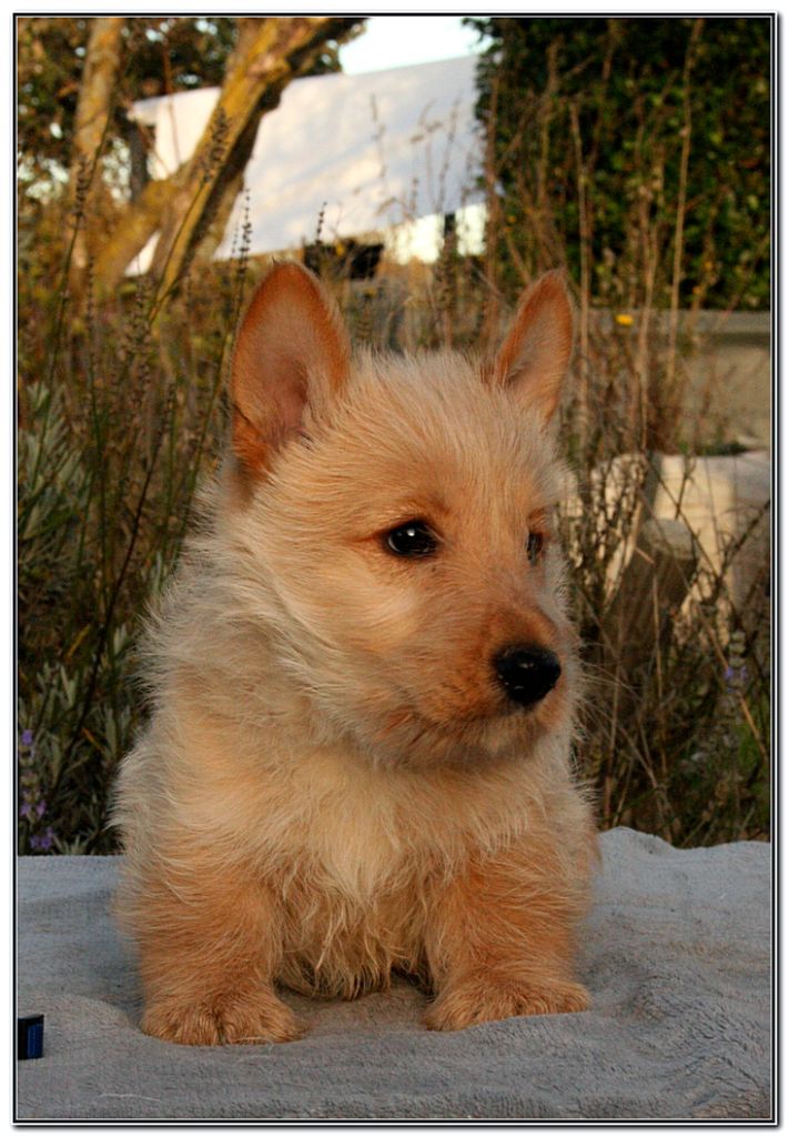 du Clan des Petits Colonels - Chiots disponibles - Scottish Terrier