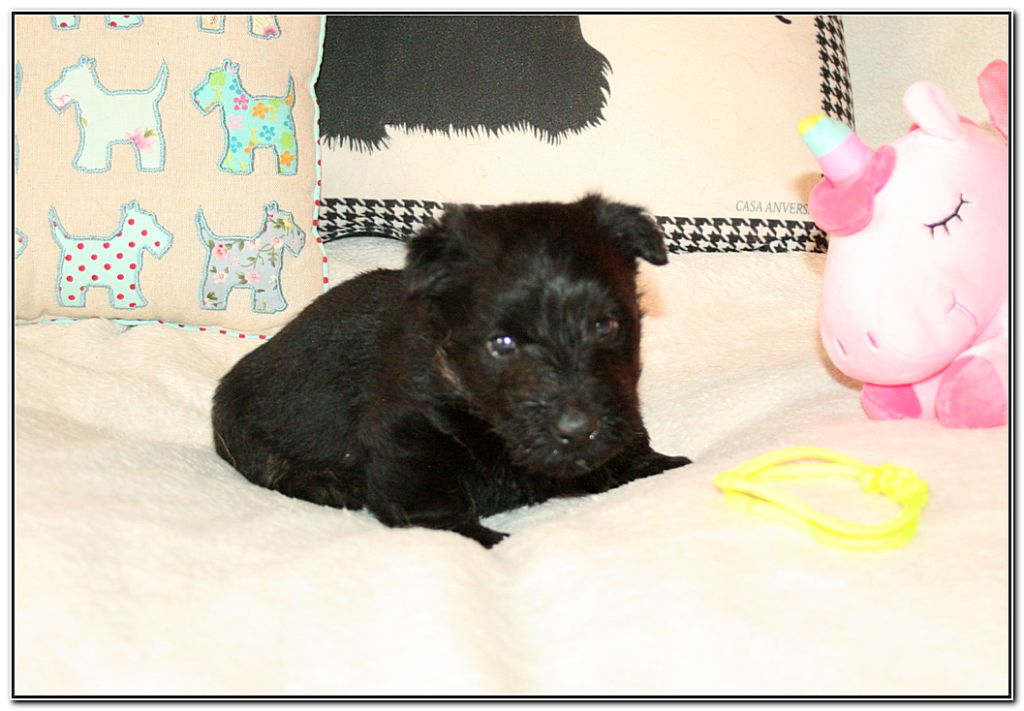du Clan des Petits Colonels - Chiots disponibles - Scottish Terrier