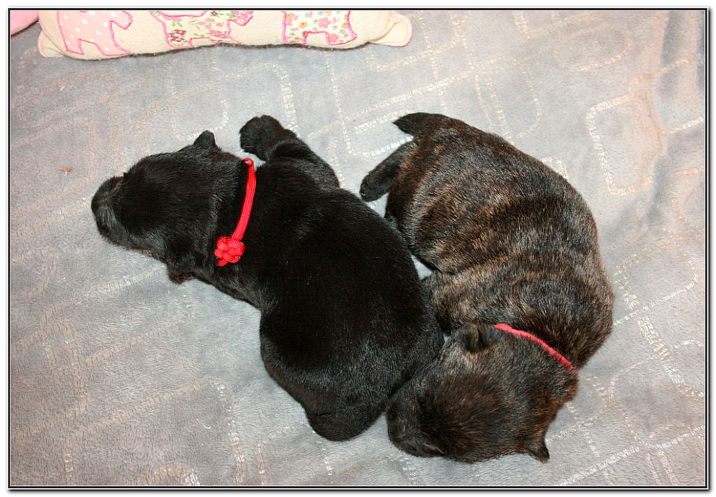 du Clan des Petits Colonels - Chiots disponibles - Scottish Terrier