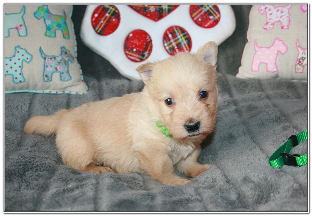 du Clan des Petits Colonels - Chiots disponibles - Scottish Terrier