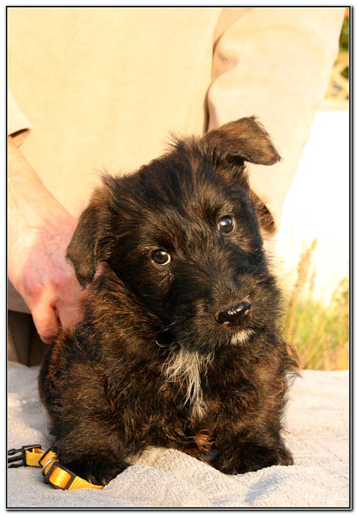 du Clan des Petits Colonels - Chiots disponibles - Scottish Terrier