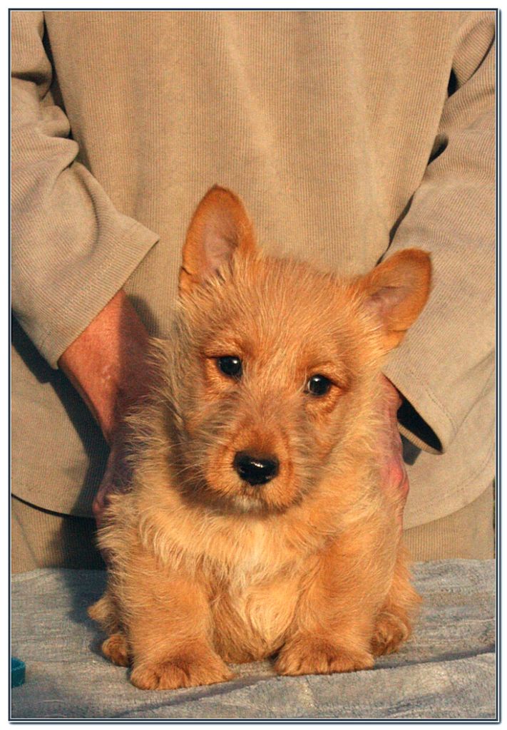 du Clan des Petits Colonels - Chiots disponibles - Scottish Terrier
