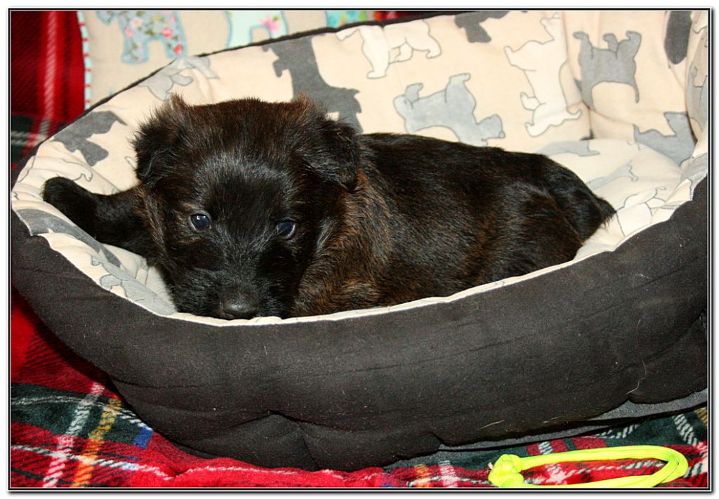 du Clan des Petits Colonels - Chiots disponibles - Scottish Terrier