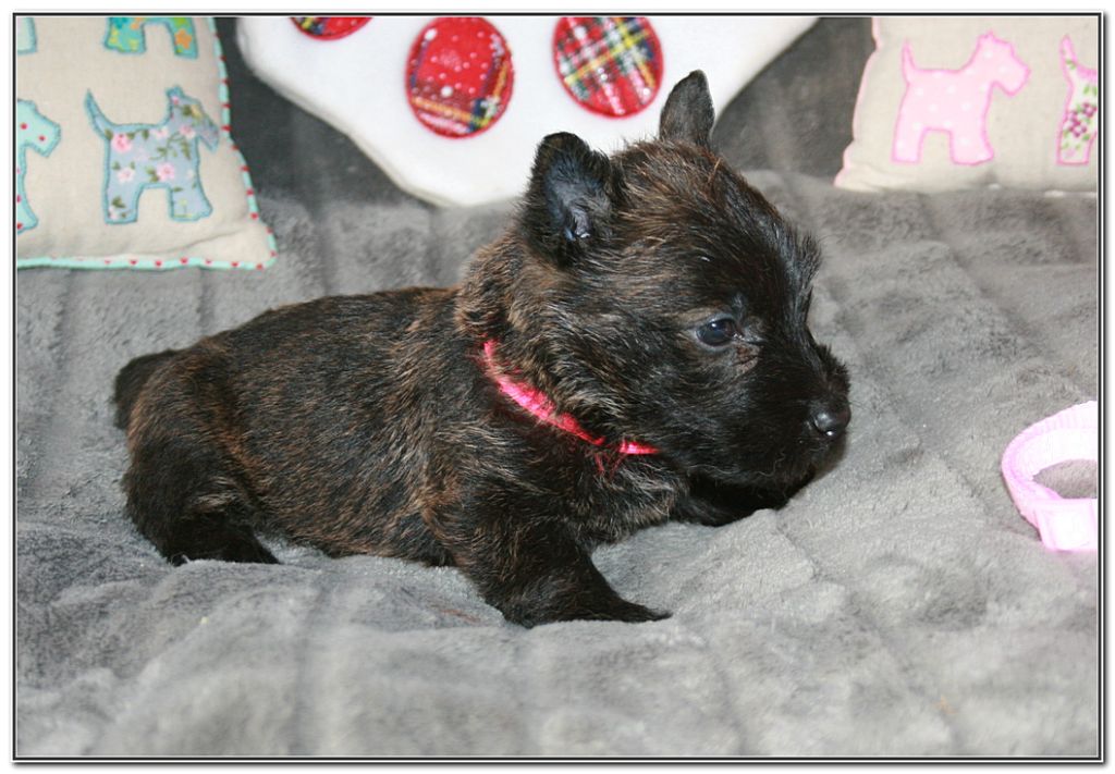 du Clan des Petits Colonels - Chiots disponibles - Scottish Terrier
